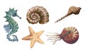 Nautical set of sea creatures - seahorse, starfish nautilus, shells anchor,Watercolor illustration